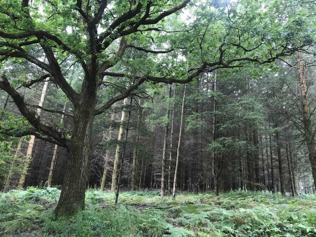 Old Co Op House -Forest Of Dean Bream Bagian luar foto