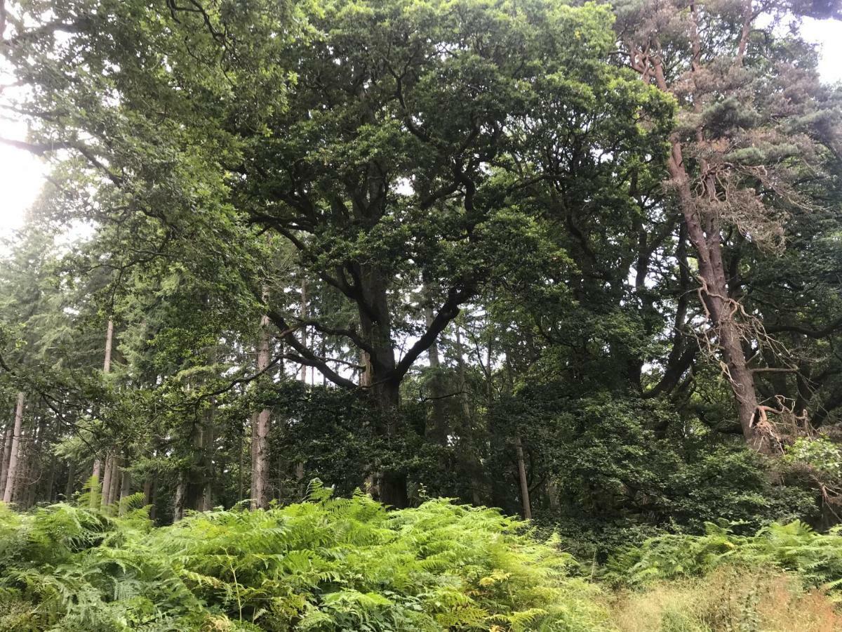 Old Co Op House -Forest Of Dean Bream Bagian luar foto